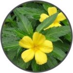 vigrxplus-ingredient-damiana