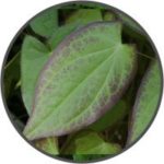 vigrxplus-ingredient-epimedium